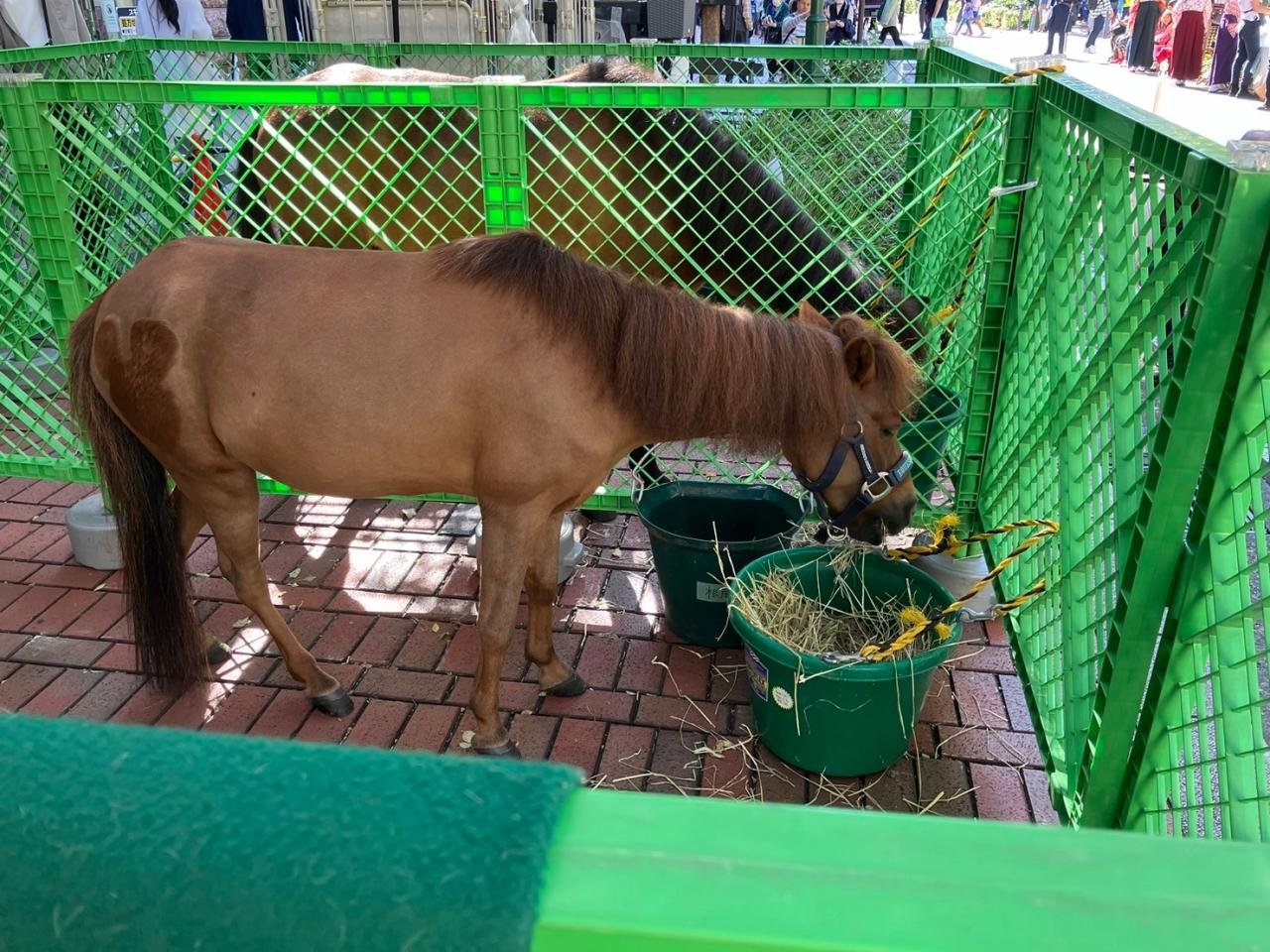 本物の馬